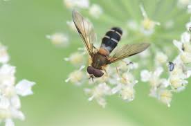 Attēlu rezultāti vaicājumam “Leucozona glaucia”