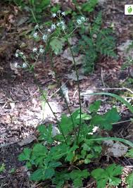 Attēlu rezultāti vaicājumam “Sanicula europaea leaf”