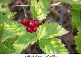 Attēlu rezultāti vaicājumam “Rubus saxatilis”