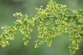 Image result for Artemisia annua