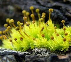 Attēlu rezultāti vaicājumam “Aulacomnium androgynum”