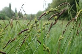 Attēlu rezultāti vaicājumam “Carex cespitosa”