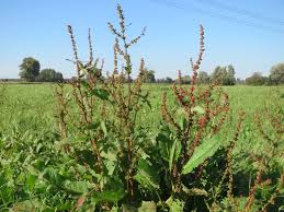 Attēlu rezultāti vaicājumam “Rumex obtusifolius”