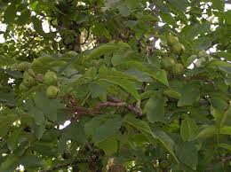 Attēlu rezultāti vaicājumam “Juglans regia”