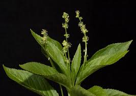 Attēlu rezultāti vaicājumam “Mercurialis perennis bud”