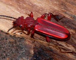 Attēlu rezultāti vaicājumam “Cucujidae”