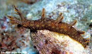 ผลการค้นหารูปภาพสำหรับ Bornella Anguilla