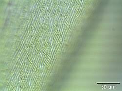 Attēlu rezultāti vaicājumam “Pseudoscleropodium purum”