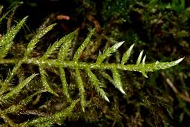 Attēlu rezultāti vaicājumam “Cirriphyllum piliferum”