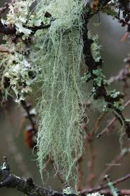 Attēlu rezultāti vaicājumam “Usnea filipendula”