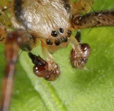 Attēlu rezultāti vaicājumam “Argiope bruennichi female”
