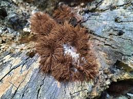 Attēlu rezultāti vaicājumam “Stemonitis fusca plasmodium”