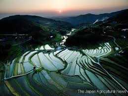 Image result for tanada