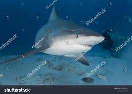 Image result for Carcharhinus leucas
