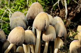 Attēlu rezultāti vaicājumam “Coprinus micaceus”