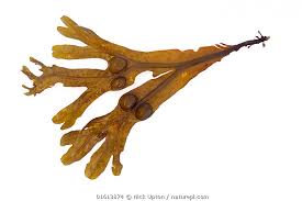 Attēlu rezultāti vaicājumam “Fucus vesiculosus”