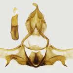 Attēlu rezultāti vaicājumam “Eana argentana”