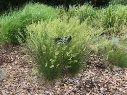 Attēlu rezultāti vaicājumam “Festuca ovina flower”