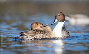 Attēlu rezultāti vaicājumam “Anas acuta male”