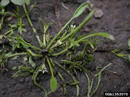Attēlu rezultāti vaicājumam “Limosella aquatica”
