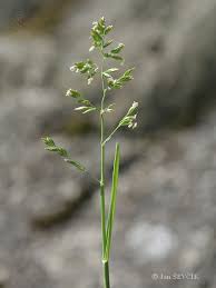 Attēlu rezultāti vaicājumam “Poa compressa”