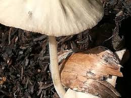 Attēlu rezultāti vaicājumam “Collybia sp.”