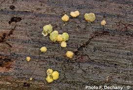 Attēlu rezultāti vaicājumam “Hypocrea gelatinosa”