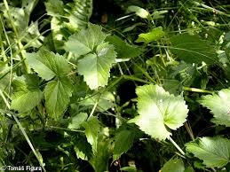 Attēlu rezultāti vaicājumam “Angelica palustris”