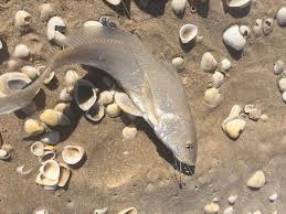 Image result for Menticirrhus littoralis