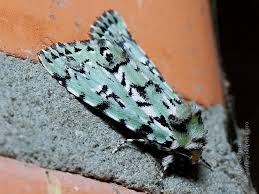 Attēlu rezultāti vaicājumam “Moma alpium”