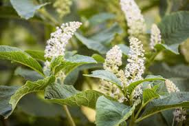 Attēlu rezultāti vaicājumam “Phytolacca acinosa flower”