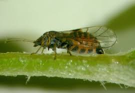 Attēlu rezultāti vaicājumam “Psylla alni nymph”