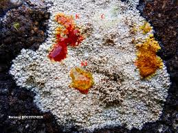 Attēlu rezultāti vaicājumam “Pertusaria coccodes”