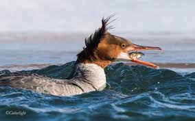 Attēlu rezultāti vaicājumam “Mergus merganser juvenile”