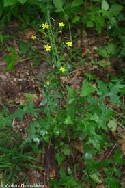 Attēlu rezultāti vaicājumam “Mycelis muralis”