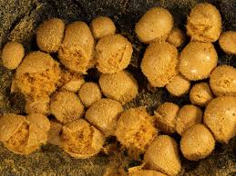 Attēlu rezultāti vaicājumam “Trichia varia sessile”