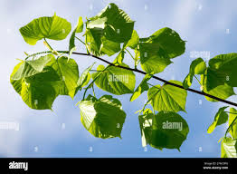 Attēlu rezultāti vaicājumam “Tilia platyphyllos Laciniata leaf”