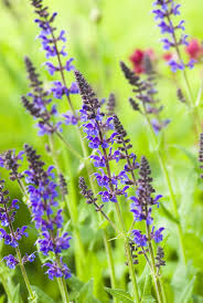 Attēlu rezultāti vaicājumam “Salvia verticillata”