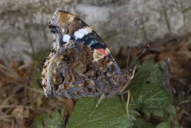 Attēlu rezultāti vaicājumam “Vanessa atalanta underside”