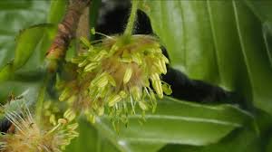 Attēlu rezultāti vaicājumam “Fagus sylvatica flower”