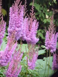 Attēlu rezultāti vaicājumam “Astilbe chinensis”