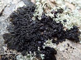 Attēlu rezultāti vaicājumam “Collema”