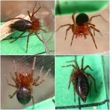 Attēlu rezultāti vaicājumam “Agelena labyrinthica”