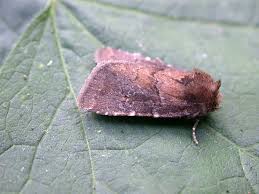 Attēlu rezultāti vaicājumam “Rusina ferruginea female”