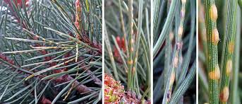 Attēlu rezultāti vaicājumam “Neodiprion sertifer”