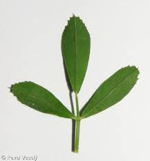 Attēlu rezultāti vaicājumam “Medicago sativa subsp. falcata leaf”