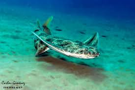 Image result for Rostroraja alba