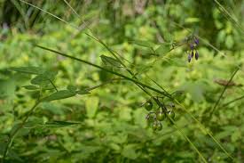 Attēlu rezultāti vaicājumam “Solanum dulcamara leaf”