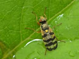 Attēlu rezultāti vaicājumam “Urophora jaceana”