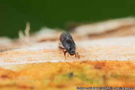 Attēlu rezultāti vaicājumam “Scolytus scolytus, Scolytus multistriatus”